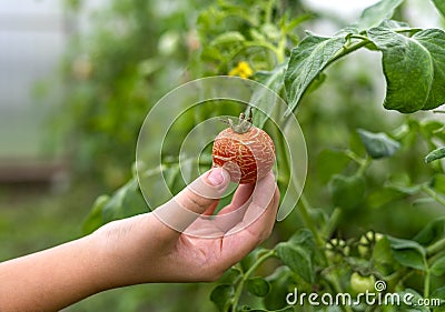 A caucasian child`s hand holding cracked tomatoes on green blurred background. Greenhouse, farming concept. Shallow Stock Photo