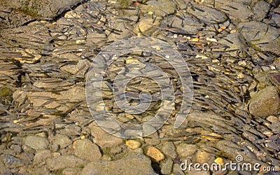 Caucasian chub fish Stock Photo