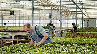 Caucasian farm picker gathering organic green lettuce loading crate on rack pushed by african american man for delivery Stock Photo