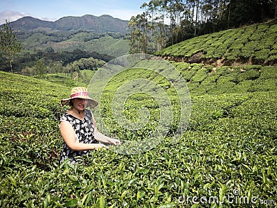 Caucasian female picking the tea Stock Photo