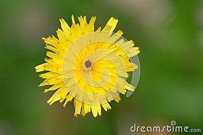 Caucasian hawkbit Leontodon caucasicus yellow flower in close-up Stock Photo