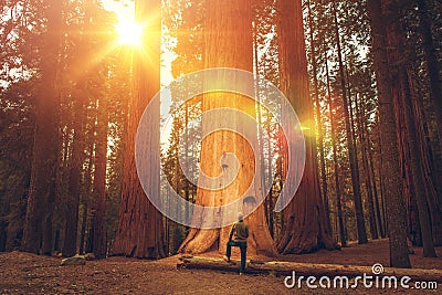 Hiker in Front of Giant Sequoia Stock Photo