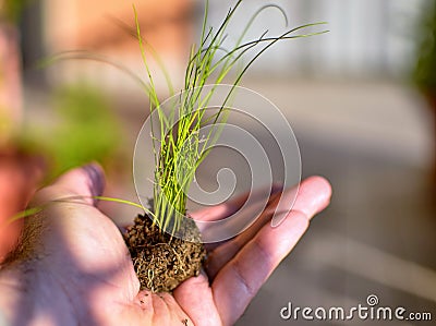 Caucasian man holds a clod of earth with a chive seedling Stock Photo