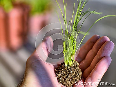 Caucasian man holds a clod of earth with a chive seedling Stock Photo