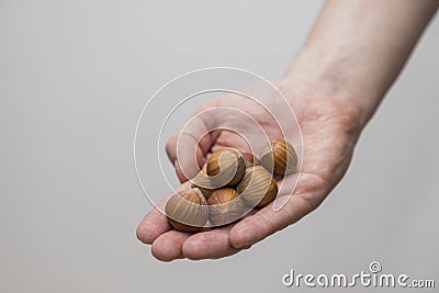 Caucasian man holds a handful of hazelnuts Stock Photo