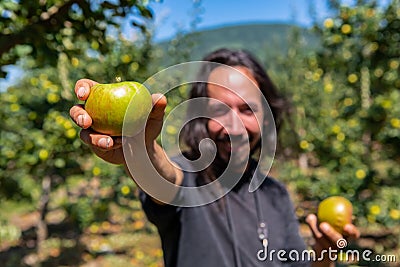 Caucasian man in You pick apple orchard Stock Photo