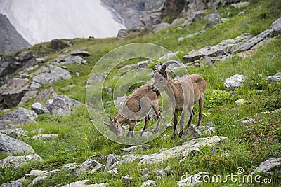 Caucasian mountain goats Stock Photo