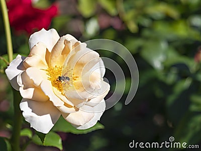 Caucasian orange striped flower fly Syrphidae collects pollen in a yellow rose flower. Stock Photo