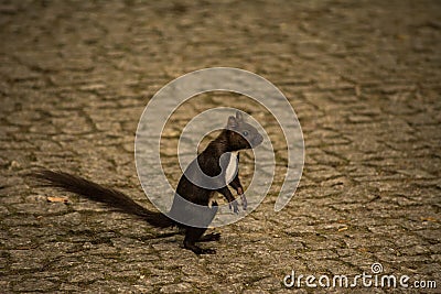 Caucasian or Persian Squirrel (Sciurus anomalus) standing on its hind legs on a gray rough stone paved road Stock Photo