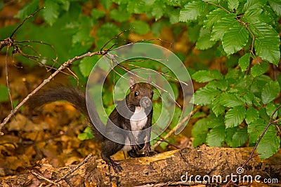 Caucasian or Persian Squirrel (Sciurus anomalus) standing on its hind legs on a thick green tree branch Stock Photo