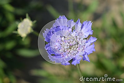 Caucasian pincushion flower Stock Photo