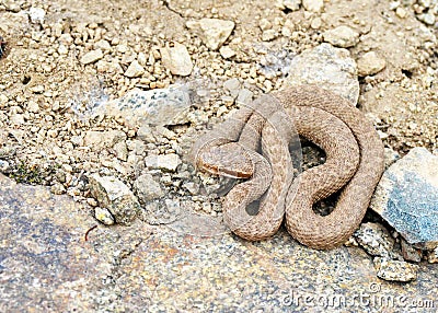 Caucasian pit viper, Gloydius halys caucasicus Stock Photo