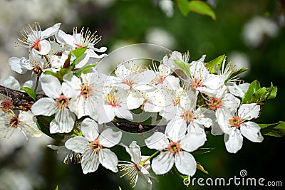 Caucasian plum white blossom in Vilnius city Stock Photo