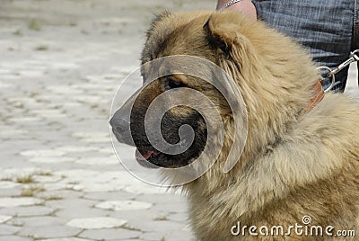 Caucasian shepherd dog Stock Photo