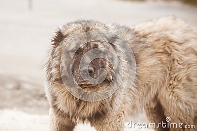 Caucasian Shepherd Dog. Guard dog. Dangerous huge dog Stock Photo