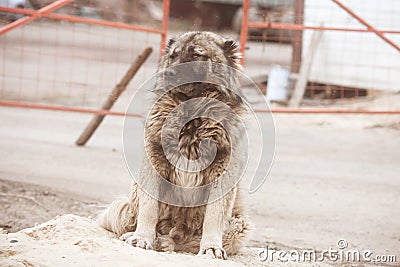 Caucasian Shepherd Dog. Huge fluffy guard dog. Dangerous dog guards the territory Stock Photo