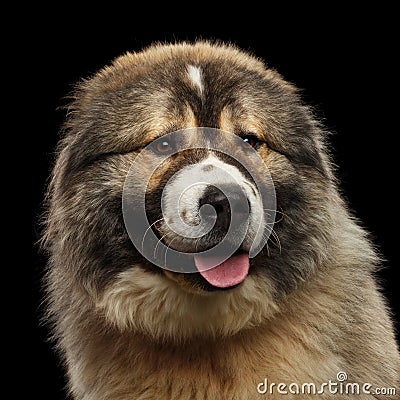 Caucasian Shepherd Dog isolated on a black background Stock Photo