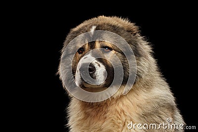 Caucasian Shepherd Dog isolated on a black background Stock Photo