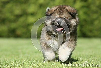 Caucasian Shepherd dog puppy running Stock Photo