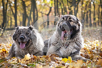 Caucasian Shepherd Dogs Stock Photo
