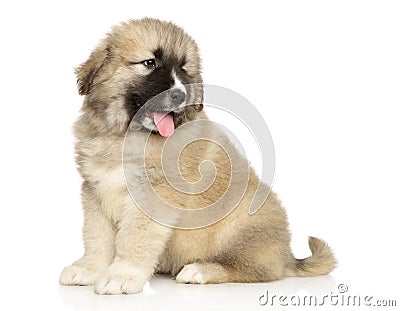 Caucasian shepherd puppy sitting on a white Stock Photo