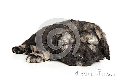 Caucasian shepherd puppy sleep on a white background Stock Photo