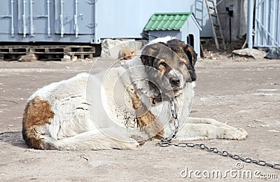 Caucasian Shepherd watchdog. Outdoor shoot Stock Photo