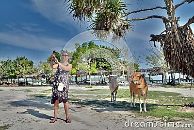 Caucasian woman takes selfie with cows under the blue sky in Vietnam Editorial Stock Photo