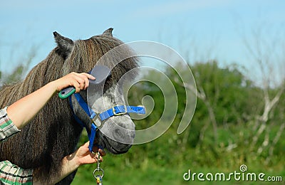 The Caucasian young woman is holding the comb in her hand and combing the long forelock of her grey pony in outdoors Stock Photo