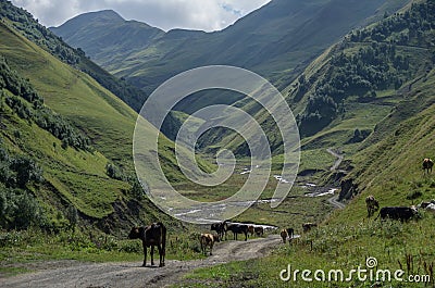 Caucasus mountains, canyon of Argun. Road to Shatili with cows, Stock Photo