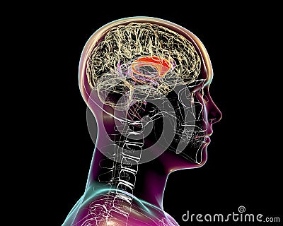 Caudate nuclei highlighted in human brain, 3D illustration Cartoon Illustration