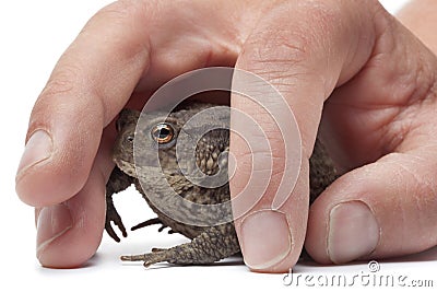 Caught common toad Stock Photo