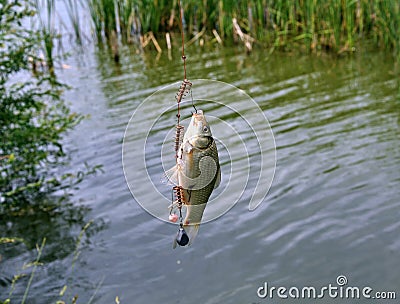 Caught a crucian carp fishing spring Stock Photo