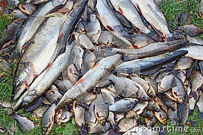 Caught crucians and pikes. Successful fishing. Fresh fish carps and pikes Stock Photo