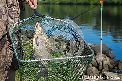 Caught fish on fishing line in hand fisherman over at landing net against background with outdoor water. Concepts Stock Photo