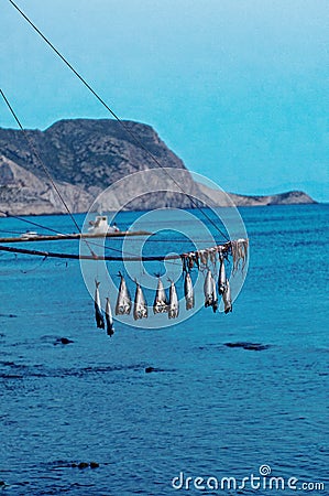 Caught fish hanging over sea Stock Photo