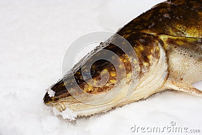 Caught fish lays on snow Stock Photo