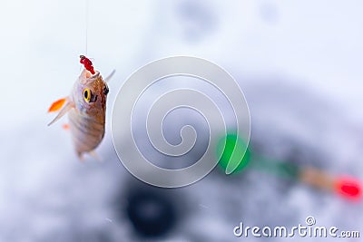 Caught fish perch on winter fishing hanging on a hook with a bunch of bloodworms on the background of the hole. Stock Photo