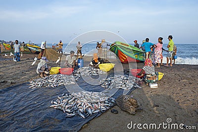 Caught fish sorting on the ocean shore Editorial Stock Photo