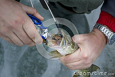 Fisherman takes out the bait from the mouth of the pike close-up Stock Photo