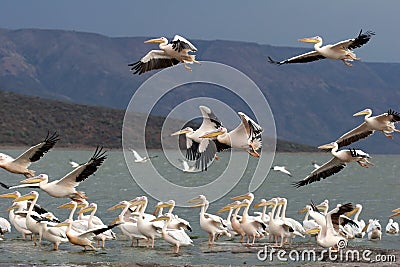 Caught by the flying Stock Photo