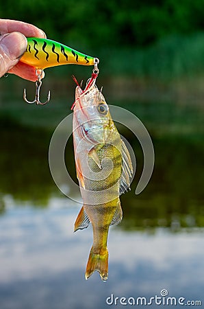 Caught perch in the river at the bait Stock Photo