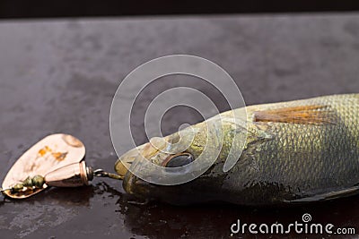 Caught perch on spinners in nature Stock Photo