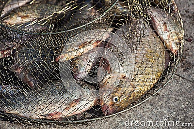 Caught, river fish in an iron fishpond. Stock Photo