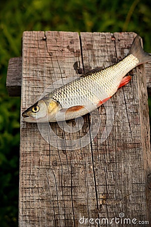 Caught river fish Stock Photo