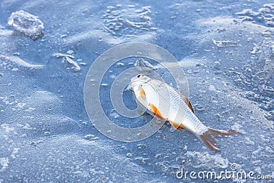 Caught roach lies on ice, winter fishing Stock Photo