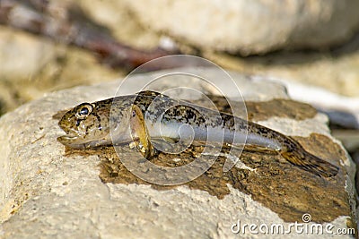 Fish bull goby rotan. Caught in the summer in the Crimea on the lake on a fishing rod Stock Photo