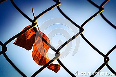 Caught up autumn leaves in chain link fence Stock Photo