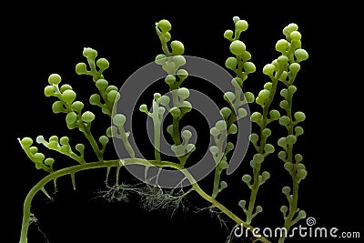 Caulerpa racemosa isolated on black background Stock Photo