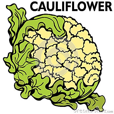 Cauliflower Vector Illustration